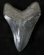 Glossy Megalodon Tooth - River in Georgia #18915-2